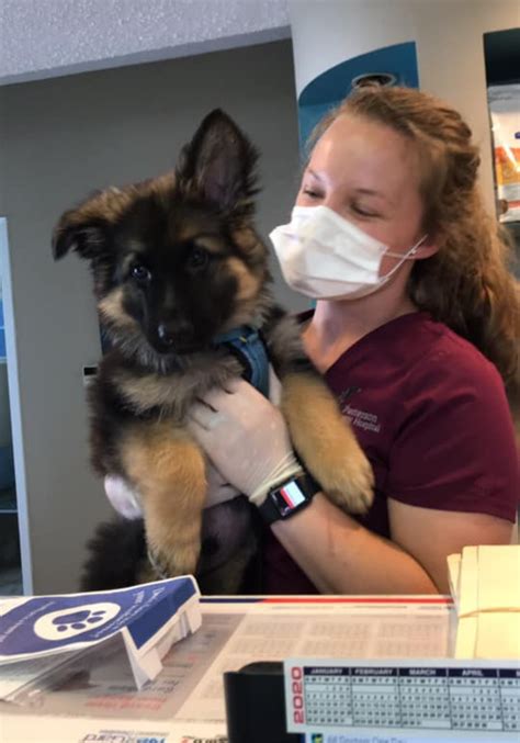 patterson veterinary hospital mason mi|best vets in south jersey.